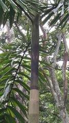 Iriartea deltoidea