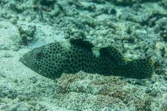 Epinephelus maculatus