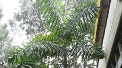Iriartea deltoidea