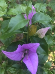 Bougainvillea