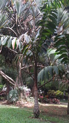 Iriartea deltoidea