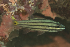 Cheilodipterus isostigma