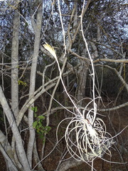 Tillandsia exserta