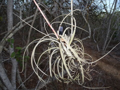 Tillandsia exserta