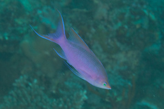 Mirolabrichthys pascalus