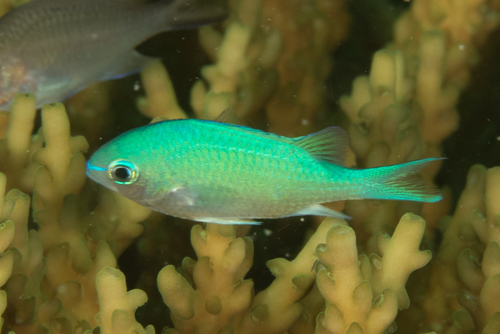 Blue-green Chromis