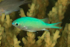 Blue-Green Chromis photo 4