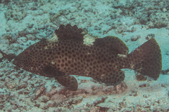 Epinephelus maculatus