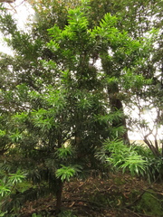 Podocarpus oleifolius