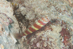 Amblyeleotris wheeleri