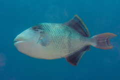 Pseudobalistes flavimarginatus