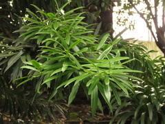 Podocarpus oleifolius