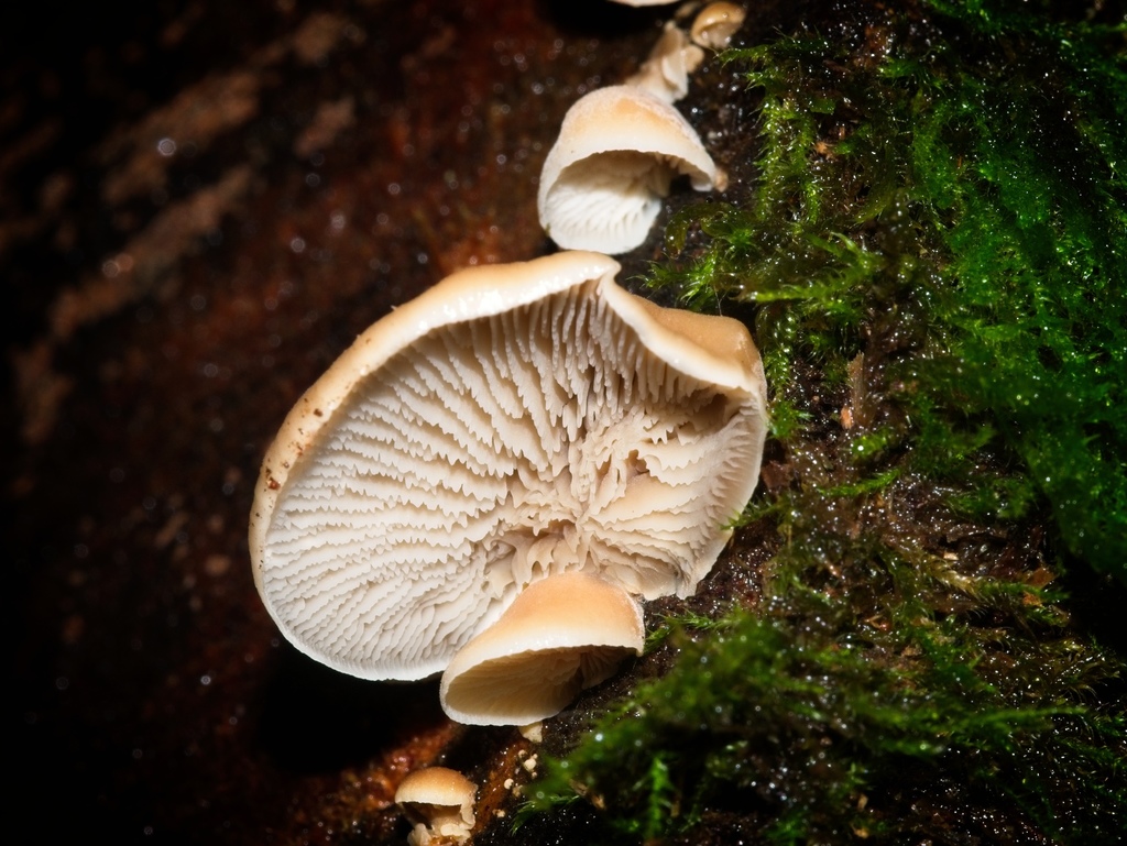 Lentinellus pulvinulus