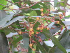 Calyptranthes chiapensis