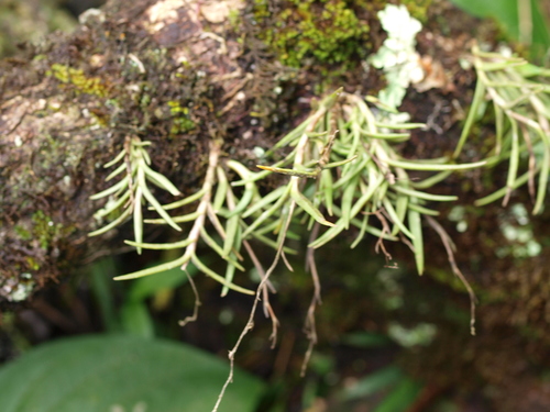 Epidendrum rolfeanum F.Lehm. & Kraenzl.