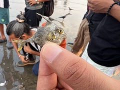 ギマ