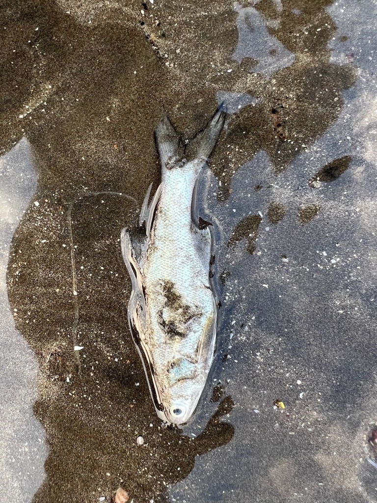Blind tassel-fish