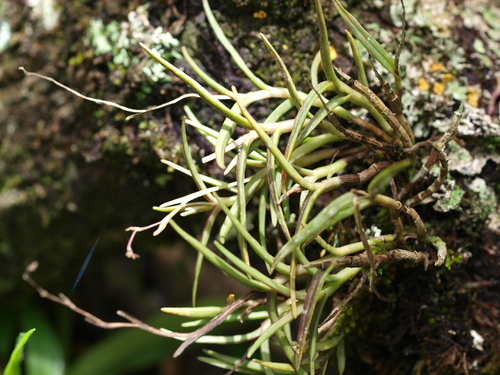 Epidendrum rolfeanum F.Lehm. & Kraenzl. 2