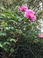 Paeonia × suffruticosa