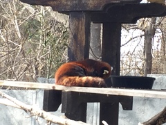 Ailurus fulgens