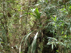 Cyrtochilum cimiciferum