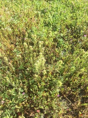 Castilleja attenuata