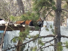 Ailurus fulgens