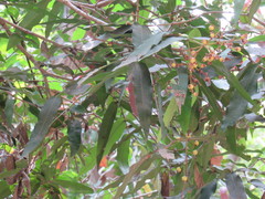 Calyptranthes chiapensis