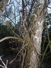 Tillandsia intermedia