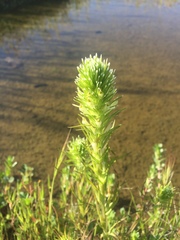 Castilleja attenuata