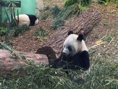 Ailuropoda melanoleuca