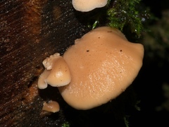 Lentinellus pulvinulus
