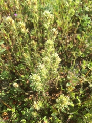 Castilleja attenuata