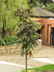 Oreopanax bogotensis