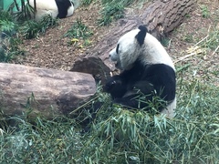 Ailuropoda melanoleuca