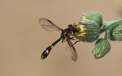 Dioprosopa clavata