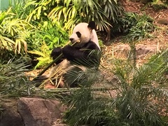 Ailuropoda melanoleuca