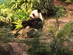 Ailuropoda melanoleuca