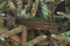 Cheilodipterus artus