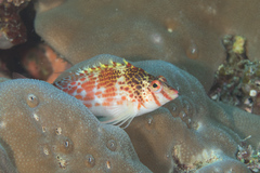 Cirrhitichthys falco