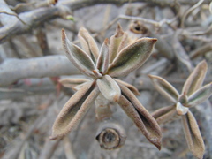 Echeveria coccinea