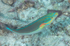 Stethojulis bandanensis