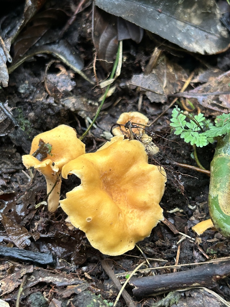 Cantharellus lateritius