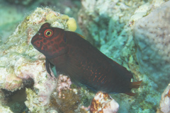 Cirripectes stigmaticus