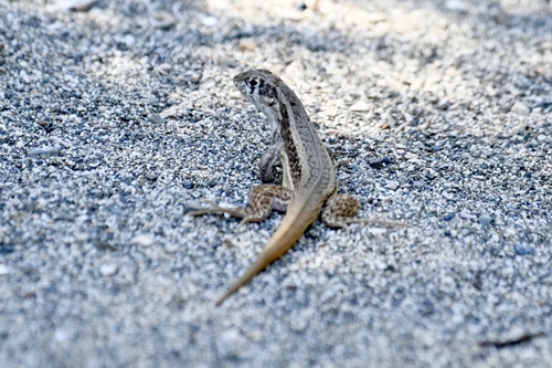 Leiocephalus raviceps raviceps