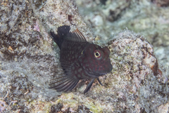 Cirripectes stigmaticus