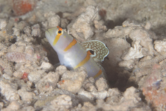 Amblyeleotris randalli