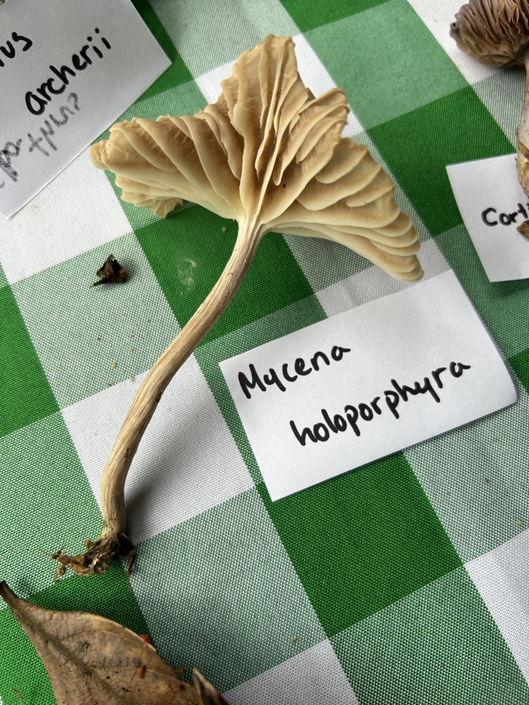 Mycena holoporphyra · April 2024 · photo: © martin_livezey (iNaturalist, cc-by)
