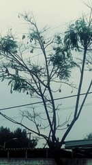 Jacarandeae