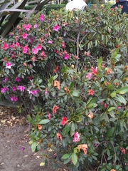 Magnoliopsida